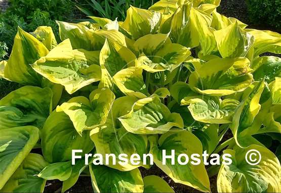 Hosta Oh Cindy